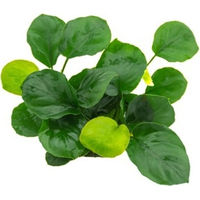 Produktbild von Dennerle Anubias barteri Coin Leaf Lebende Aquarienpflanze im Topf