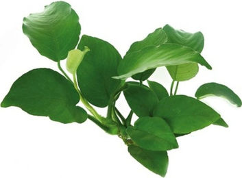 Dennerle Anubias barteri Lebende Aquarienpflanze 1 Stück – Bild 1 von 4