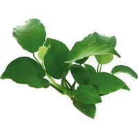 Produktbild von Dennerle Anubias barteri Lebende Aquarienpflanze 1 Stück