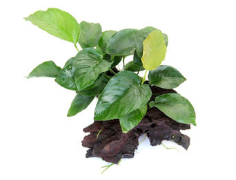 Dennerle Anubias barteri Lebende Aquarienpflanze Grün 19 x 7 x 17 cm – Bild 1 von 4