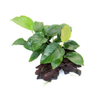 Produktbild von Dennerle Anubias barteri Lebende Aquarienpflanze Grün 19 x 7 x 17 cm