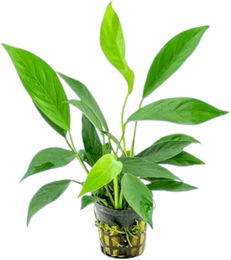 Dennerle Anubias barteri var. glabra lebende Aquarienpflanze 1 Stück – Bild 1 von 3