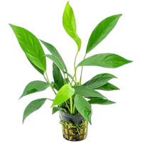 Produktbild von Dennerle Anubias barteri var. glabra lebende Aquarienpflanze 1 Stück