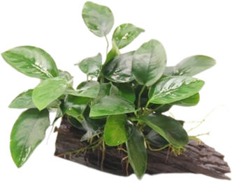 Dennerle Anubias barteri var. nana Aquarienpflanze auf Wurzel mit Sauger 1 Stück – Bild 1 von 2