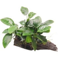 Produktbild von Dennerle Anubias barteri var. nana Aquarienpflanze auf Wurzel mit Sauger 1 Stück