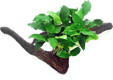 Dennerle Anubias barteri var. nana auf Holz lebende Aquarienpflanze 1 Stück – Bild 1 von 2