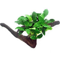 Produktbild von Dennerle Anubias barteri var. nana auf Holz lebende Aquarienpflanze 1 Stück