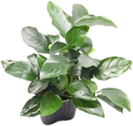 Dennerle Anubias barteri var. nana Bigfoot Aquarienpflanze im Topf – Bild 1 von 2