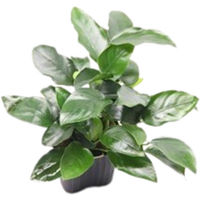 Produktbild von Dennerle Anubias barteri var. nana Bigfoot Aquarienpflanze im Topf