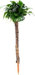 Dennerle Anubias barteri var. nana Bonsai auf Bonsai Palme lebende Aquarienpflanze 1 Stück – Bild 1 von 4