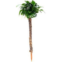 Produktbild von Dennerle Anubias barteri var. nana Bonsai auf Bonsai Palme lebende Aquarienpflanze 1 Stück