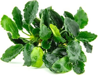 Dennerle Anubias barteri var. nana Kirin Lebende Aquarienpflanze 1 Stück – Bild 1 von 2