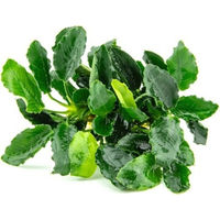Produktbild von Dennerle Anubias barteri var. nana Kirin Lebende Aquarienpflanze 1 Stück