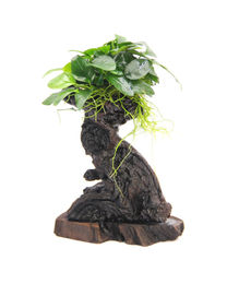 Dennerle Anubias barteri var. Nana Mbuna Wurzel Lebende Aquarienpflanze Grün – Bild 1 von 2