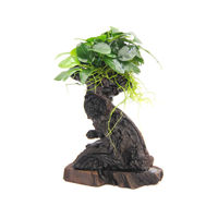 Produktbild von Dennerle Anubias barteri var. Nana Mbuna Wurzel Lebende Aquarienpflanze Grün