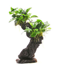 Dennerle Anubias barteri var. Nana Mbuna Wurzel Naturmaterial 20 x 10 x 30 cm – Bild 1 von 3