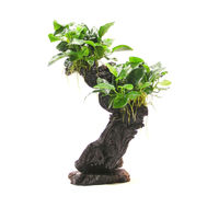 Produktbild von Dennerle Anubias barteri var. Nana Mbuna Wurzel Naturmaterial 20 x 10 x 30 cm
