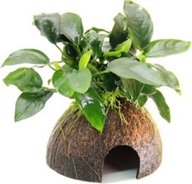 Produktbild von Dennerle Anubias barteri var. nana Wasserpflanze auf Kokosnuss 1 Stück