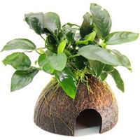 Produktbild von Dennerle Anubias barteri var. nana Wasserpflanze auf Kokosnuss 1 Stück