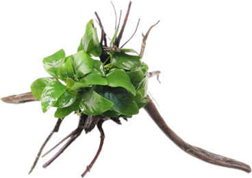 Dennerle Anubias barteri var. nana Wasserpflanze auf Spiderwood 1 Stück – Bild 1 von 2