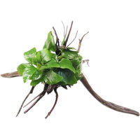 Produktbild von Dennerle Anubias barteri var. nana Wasserpflanze auf Spiderwood 1 Stück