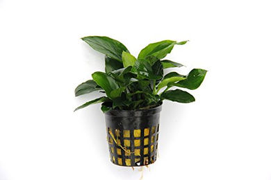 Dennerle Anubias barteri var. nana Zwergspeerblatt lebende Aquarienpflanze grün – Bild 1 von 3