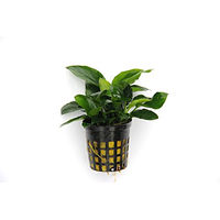 Produktbild von Dennerle Anubias barteri var. nana Zwergspeerblatt lebende Aquarienpflanze grün