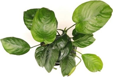Dennerle Anubias barteri XXL Lebende Aquarienpflanze 1 Stück – Bild 1 von 1