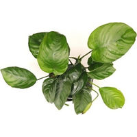 Produktbild von Dennerle Anubias barteri XXL Lebende Aquarienpflanze 1 Stück