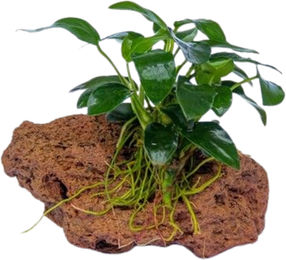 Dennerle Anubias nana Bonsai auf Lavastein lebende Aquarienpflanze – Bild 1 von 4