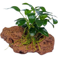 Produktbild von Dennerle Anubias nana Bonsai auf Lavastein lebende Aquarienpflanze