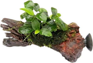 Dennerle Anubias nana Bonsai lebende Pflanze auf Nanowood mit Sauger 1 Stück – Bild 1 von 1
