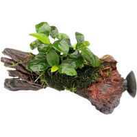 Produktbild von Dennerle Anubias nana Bonsai lebende Pflanze auf Nanowood mit Sauger 1 Stück