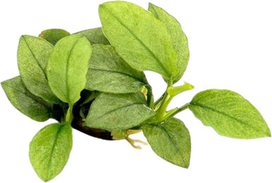 Dennerle Anubias nana Jade Lebende Aquarienpflanze 1 Stück – Bild 1 von 2