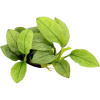 Produktbild von Dennerle Anubias nana Jade Lebende Aquarienpflanze 1 Stück