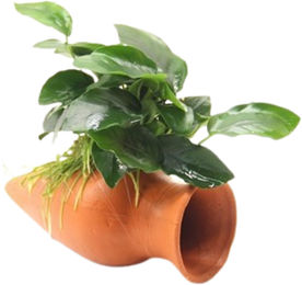 Produktbild von Dennerle Anubias nana Lebende Pflanze auf grüner Keramik-Wels-Amphore 1 Stück