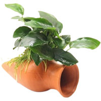 Produktbild von Dennerle Anubias nana Lebende Pflanze auf grüner Keramik-Wels-Amphore 1 Stück