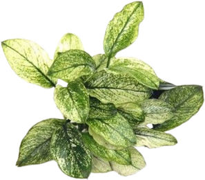Dennerle Anubias nana Pinto Lebende Aquarienpflanze 1 Stück – Bild 1 von 2