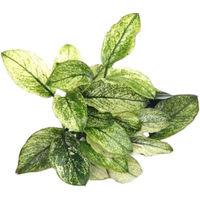 Produktbild von Dennerle Anubias nana Pinto Lebende Aquarienpflanze 1 Stück