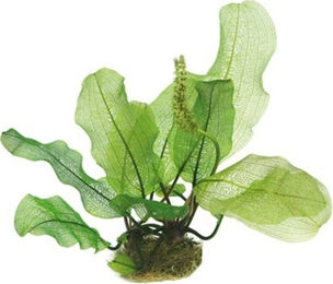 Dennerle Aponogeton madagascariensis Knollenpflanze Grün 1 Stück – Bild 1 von 2