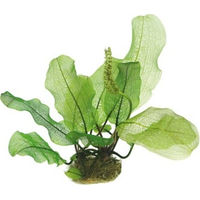 Produktbild von Dennerle Aponogeton madagascariensis Knollenpflanze Grün 1 Stück