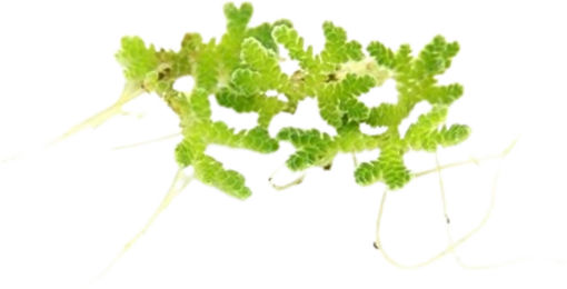 Dennerle Azolla filiculoides Lebende Wasserpflanze Grün 1 Stück – Bild 1 von 2