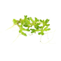 Produktbild von Dennerle Azolla filiculoides Lebende Wasserpflanze Grün 1 Stück