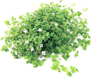 Dennerle Bacopa australis Lebende Aquarienpflanze 1 Stück – Bild 1 von 2
