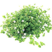 Produktbild von Dennerle Bacopa australis Lebende Aquarienpflanze 1 Stück
