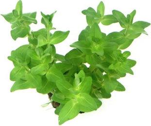 Dennerle Bacopa caroliniana Aquarienpflanze im Topf – Bild 1 von 3