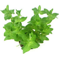 Produktbild von Dennerle Bacopa caroliniana Aquarienpflanze im Topf