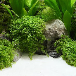 Dennerle Bairaman Weißer Sand für Süßwasser-Aquarien 0,1-0,6 mm 500 g - 500 g – Bild 1 von 3