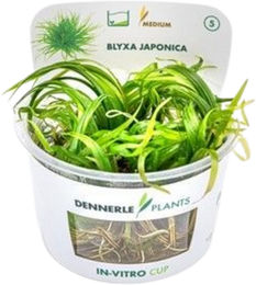 Dennerle Blyxa japonica In-Vitro Aquarienpflanze im Cup – Bild 1 von 4