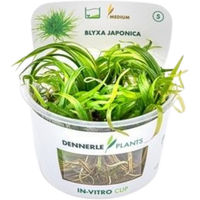 Produktbild von Dennerle Blyxa japonica In-Vitro Aquarienpflanze im Cup